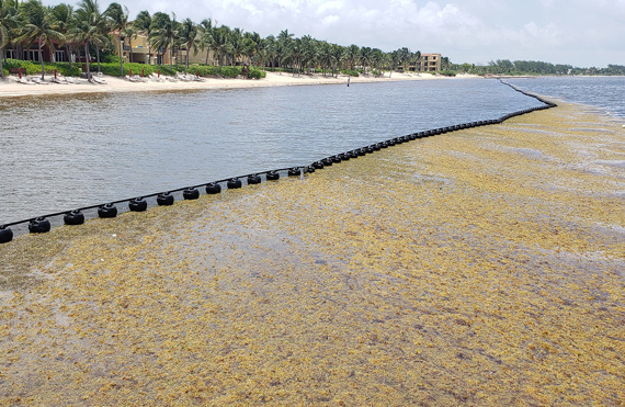 Floating barrier containing seaweed near a palm-lined beach.